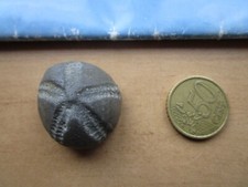Schöner versteinerter seeigel gebraucht kaufen  Bredstedt