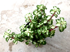 Portulacaria kaleidoscope mid for sale  San Marcos
