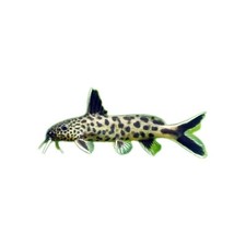 synodontis petricola for sale synodontis petricola for sale Green Bay