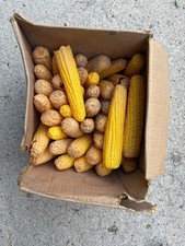 Vintage ear corn for sale  Pierce