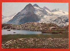 Postal Grupo Adamello Presanella Floritura Cerca Del Laghetto 1972 ( C 19 ) comprar usado  Enviando para Brazil