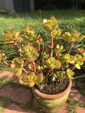 10x jade money for sale  SHREWSBURY