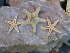 Knobbly starfish flat for sale  TORQUAY