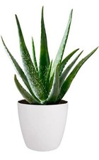 Live aloe vera for sale  PRENTON