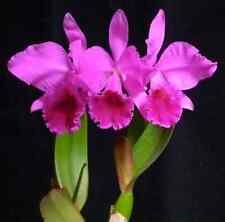 Rare cattleya labiata for sale  LONDON