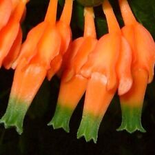 Amazing rare macleania for sale  San Francisco