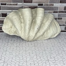 Giant cast clam for sale  Sullivan