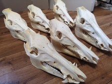 Echte xxl wildschwein gebraucht kaufen  Hamburg