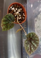 Begonia variabilis terrarium for sale  BOURNEMOUTH
