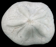 Miozän clypeaster scillae gebraucht kaufen  Erlangen