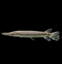 Alligator gar live for sale  Manvel