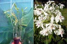 Epidendrum patens orchidée usato  Spedire a Italy