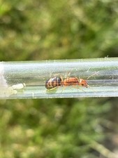 Reine fourmis camponotus d'occasion  Rive-de-Gier
