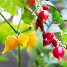 Biquinho chilli collection for sale  DORCHESTER