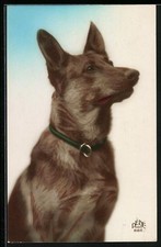 Schäferhund aufmerksamem blic gebraucht kaufen  Berlin