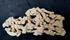 Coquillage corail blanc d'occasion  Dieppe