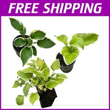 Gorgeous shade loving for sale  Paulsboro