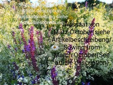 Salvia steppa salvia usato  Spedire a Italy
