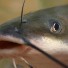 Catfish live blue for sale  Norco