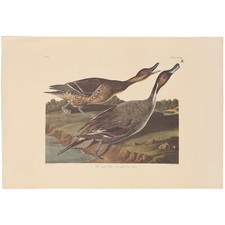 Audubon amsterdam double for sale  Chicago