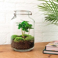 Flaschengarten coffea arabica gebraucht kaufen  Mettingen