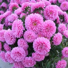 Aster nani semi usato  San Biagio di Callalta