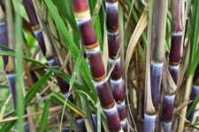 Sugarcane cutting for sale  Richmond