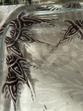 zebra pleco for sale zebra pleco for sale SITTINGBOURNE