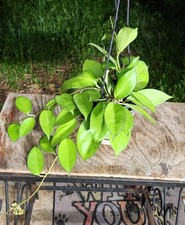 Hoya icensis plant for sale  Hollywood