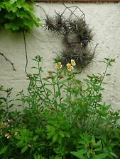 Lot tillandsia fille d'occasion  Saint-Cyprien
