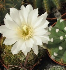 White easter lily for sale  Donna