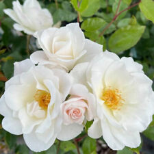 Climbing rose iceberg for sale  PETERBOROUGH