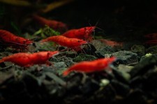 Seam oasis fire for sale  Garden Grove