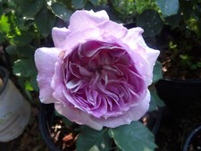 lilac bush for sale lilac bush for sale Granite Falls