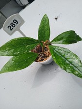289 hoya germany for sale  Lutz