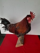 Hahn gockel tierpräparat gebraucht kaufen  Erding