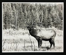 1980s bull elk for sale  Chattanooga