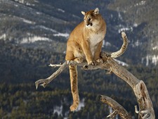 Mountain lion 8x10 for sale  Eau Claire