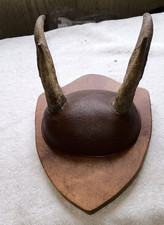 Mounted antlers for sale  Windber