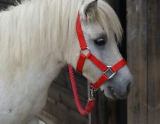 Mini shetland shetland for sale  HOLSWORTHY