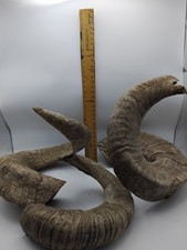 Large scottish blackface for sale Large scottish blackface for sale  WREXHAM