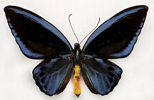 Ornithoptera priamus urvillian usato  Spedire a Italy