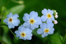 Water forget plant for sale  BUCKFASTLEIGH