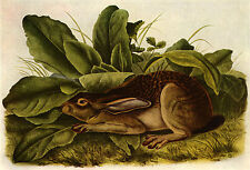 Jack rabbit 22x30 for sale  Cambria