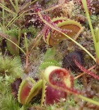 Plantes carnivores dionaea usato  Spedire a Italy