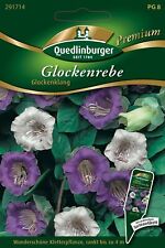 Glockenrebe glockenklang samen gebraucht kaufen  Pulheim