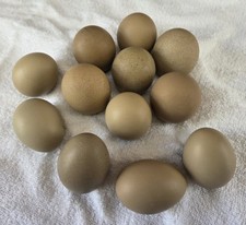 One dozen fresh for sale  Tunkhannock