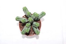 Euphorbia tubiglans gebraucht kaufen  Heroldsberg
