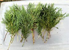 Leyland cypress tree for sale  Tazewell