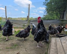 Speckled sussex eggs for sale  TUNBRIDGE WELLS